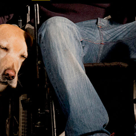 Curso de Intervenção Assistida por Animais